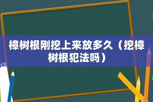 樟樹(shù)根剛挖上來(lái)放多久（挖樟樹(shù)根犯法嗎）