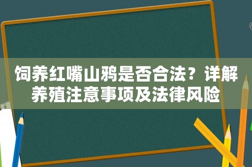 飼養紅嘴山鴉是否合法？詳解養殖注意事項及法律風險