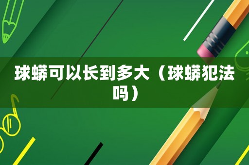 球蟒可以長到多大（球蟒犯法嗎）