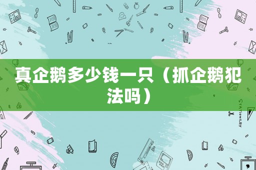 真企鵝多少錢一只（抓企鵝犯法嗎）