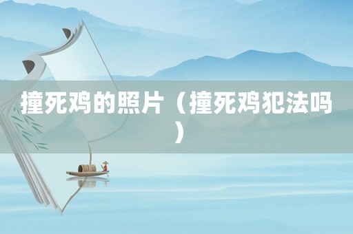 撞死雞的照片（撞死雞犯法嗎）