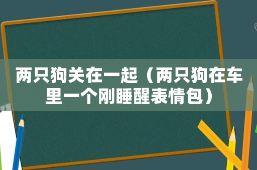 兩只狗關在一起（兩只狗在車里一個剛睡醒表情包）