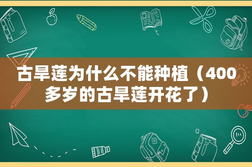 古旱蓮為什么不能種植（400多歲的古旱蓮開(kāi)花了）