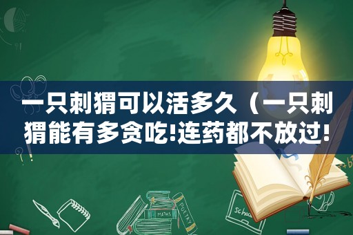一只刺猬可以活多久（一只刺猬能有多貪吃!連藥都不放過!）