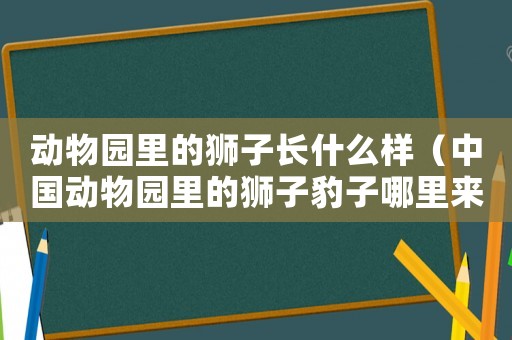 動物園里的獅子長什么樣（中國動物園里的獅子豹子哪里來的）
